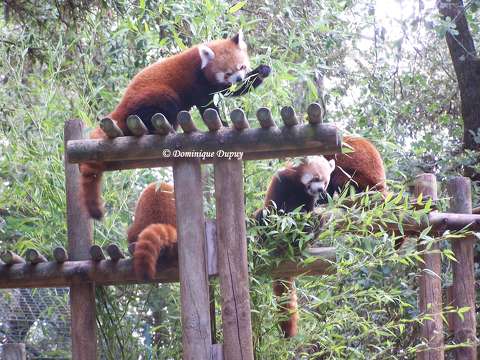 Pandas roux  au Zoo de la Palmyre - France