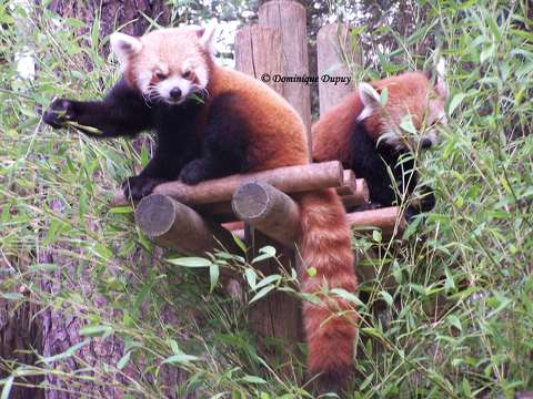 Pandas roux au Zoo de la Palmyre - France