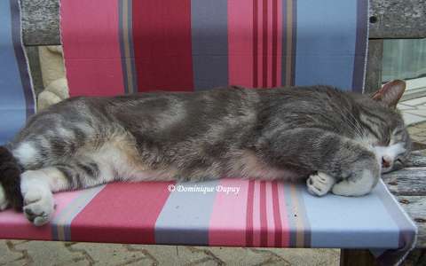Lucky le Chat
