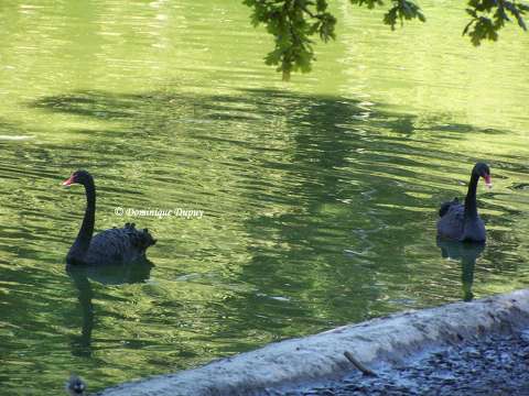 Cygnes noirs