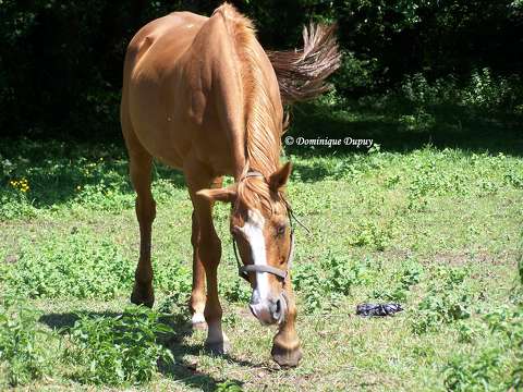 Cheval