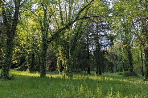 erdő tavasz