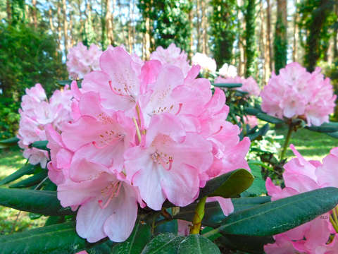 Kámoni arborétum, Szombathely - virágzó rododendron.