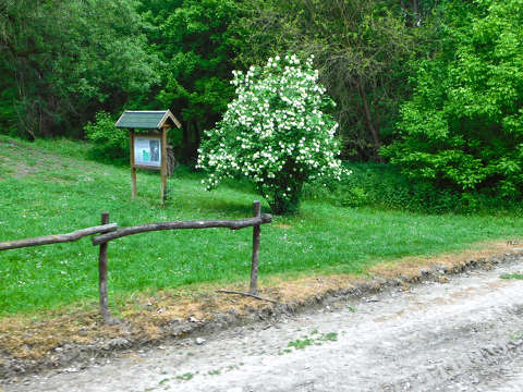 Gemenci Állami Erdei Vasút, Lassi megálló, Gemenci erdő