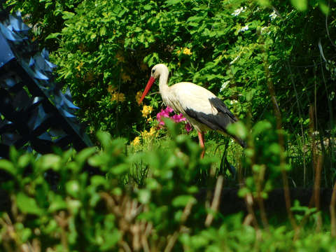 Kámoni arborétum, Szombathely