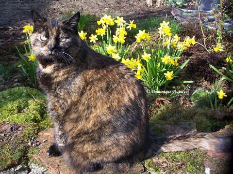 Chatte - Caramel