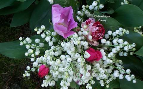 Muguet