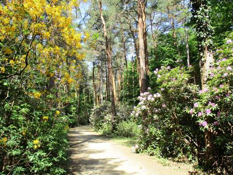 címlapfotó kertek és parkok rododendron tavasz
