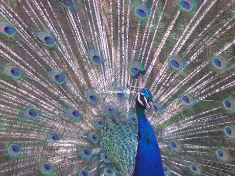 Zoo de La Palmyre - Paon - France