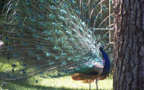 Zoo de La Palmyre - Paon - France