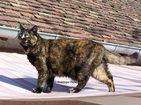 Chatte - Caramel