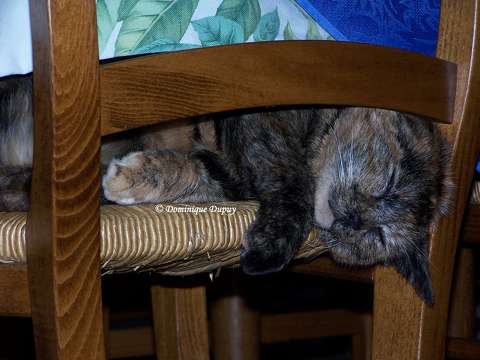 La Chatte - Mimine