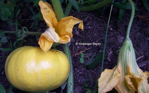 Citrouille et fleurs