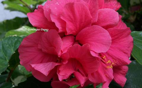 Hibiscus double