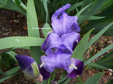 Iris