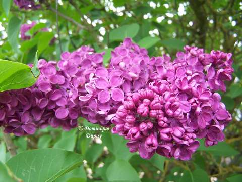 Lilas violet  du jardin