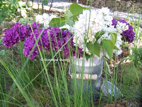Lilas violet et blanc