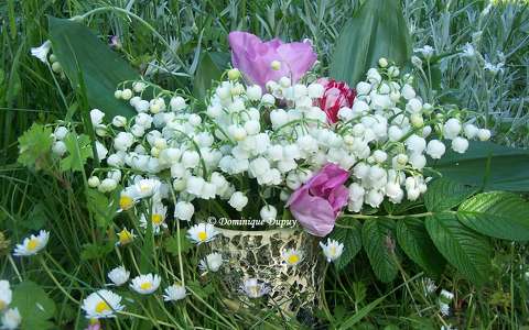Muguet