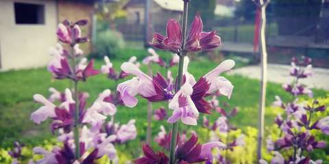 Orvosi zsálya - Salvia officinalis