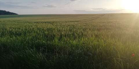 fény gabonaföld magyarország