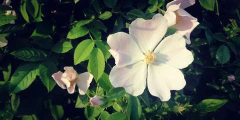 Csipkerózsa - Rosa canina