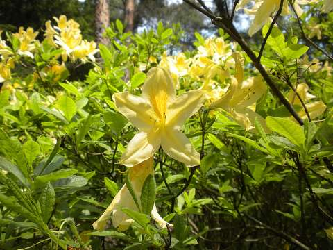 címlapfotó rododendron tavasz