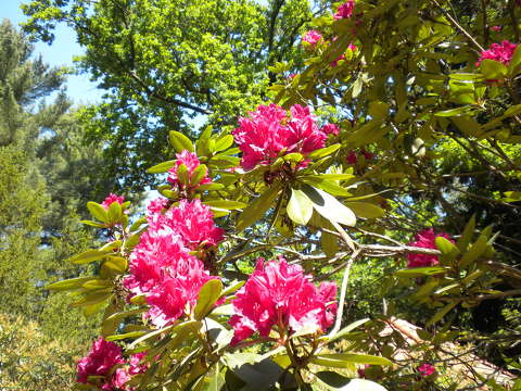rododendron tavasz