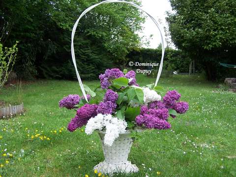Lilas violet et blanc