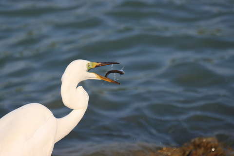 A siker pillanata.