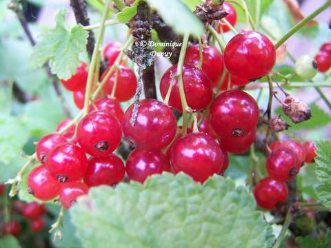 Grappe de groseilles