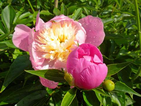 bimbó pünkösdi rózsa tavaszi virág vízcsepp