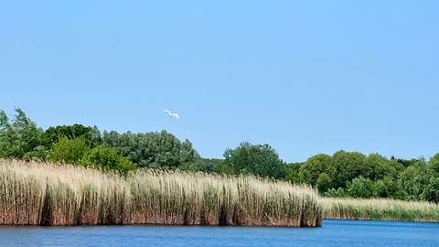 Holt Tisza fehér gémmel