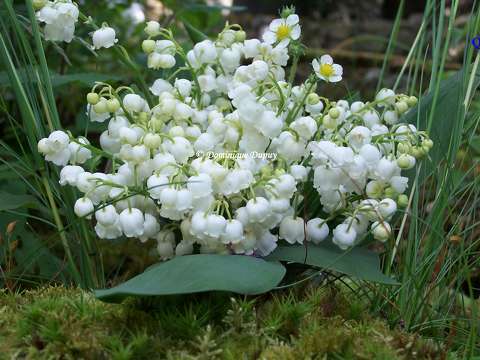 Muguet
