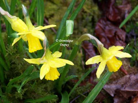 Narcisses