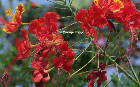 Caesalpinia pulcherrima