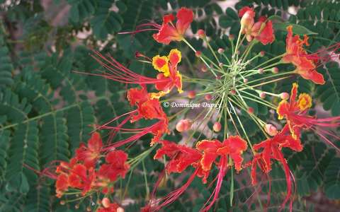 Caesalpinia pulcherrima