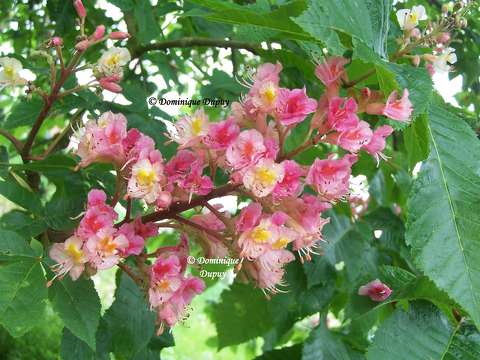 Fleur de marronnier