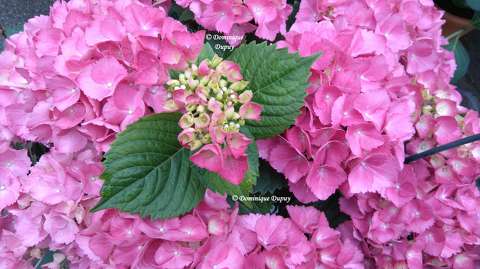 Hortensias
