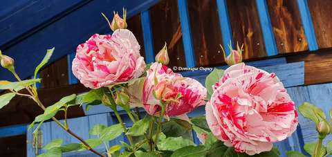 Roses du jardin