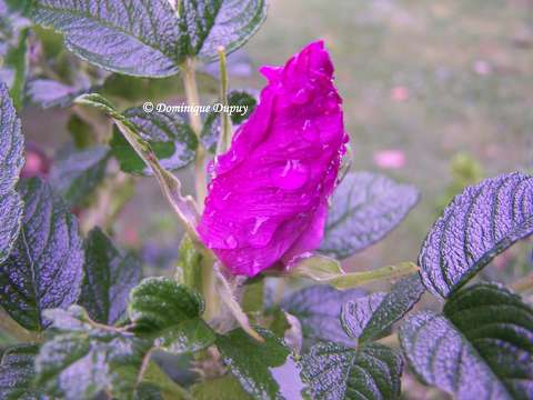 Rosiers sauvages, Fleurs d'Eglantier, Eglantines