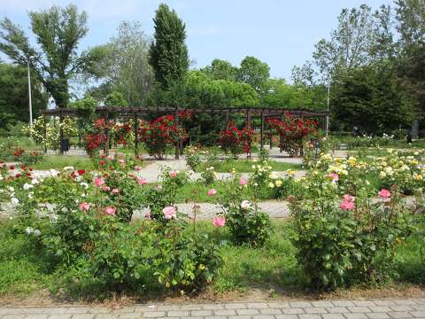 címlapfotó kertek és parkok rózsa tavasz