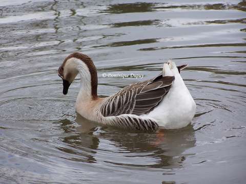 Canard