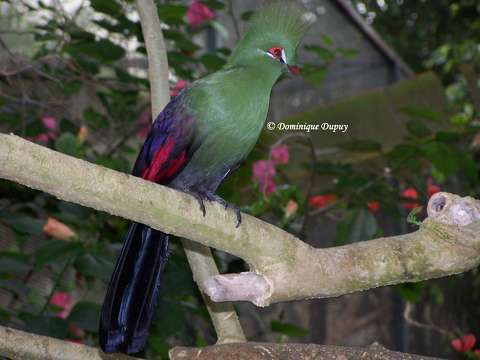 Oiseau - Knysna Lourie