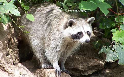 Zoo de Beauval - France - Raton laveur