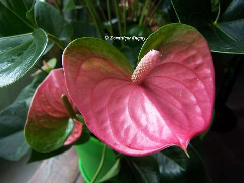 Anthurium