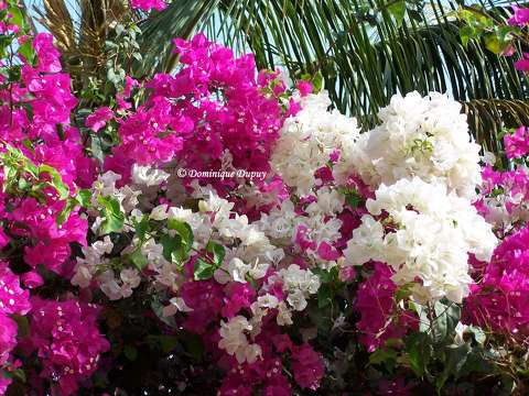 Bougainvillier