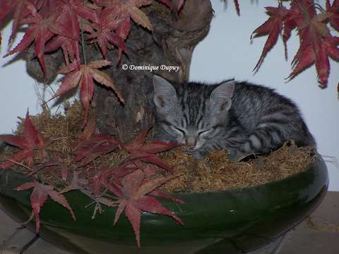 Cachette du Chaton