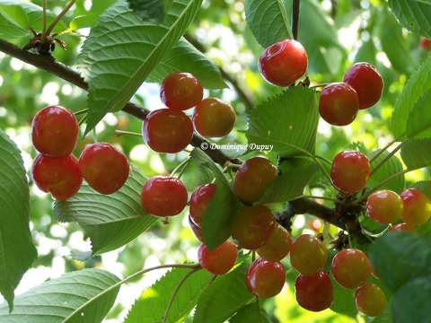 Cerises bigarreaux