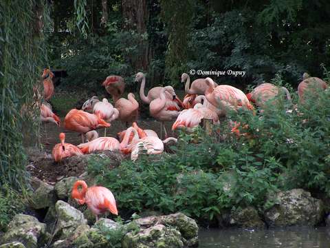 Zoo de La Palmyre - Flamants roses