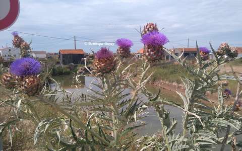 L'île d'Oléron - La Baudissière - France